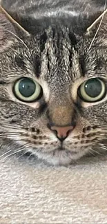 Close-up of a tabby cat lying on carpet with green eyes.