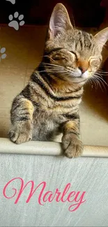 Playful tabby kitten smiling with paws on edge, sunlit background.