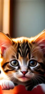 Cute kitten with blue eyes in warm backlighting mobile wallpaper.