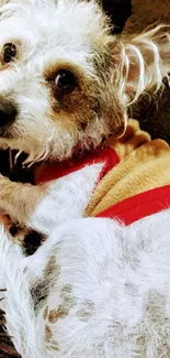 Adorable terrier dog resting on a couch.