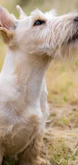 Adorable beige terrier dog looking up in nature.