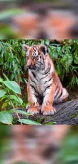 Tiger cub sitting on a log with greenery