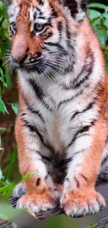 Cute tiger cub sitting in lush greenery.