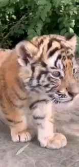 Adorable tiger cub standing on a stone path with green background.