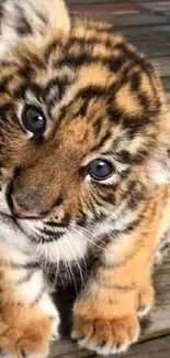 Adorable tiger cub sitting on a wooden floor, looking curious and playful.