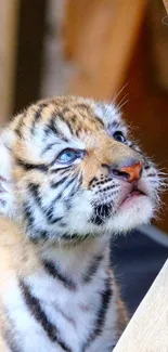 Adorable tiger cub looking inquisitive in wooden surroundings.