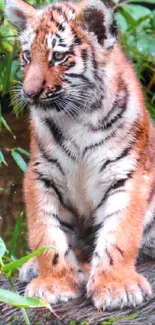 Adorable tiger cub sitting on a log in a lush green jungle setting.