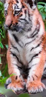 Adorable tiger cub sits among lush green leaves, showcasing its striped orange fur.