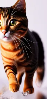 Tiger-striped kitten with green eyes on vibrant wallpaper.