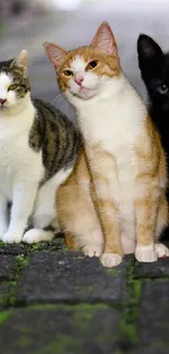 Three adorable cats sitting on a mossy cobblestone path.