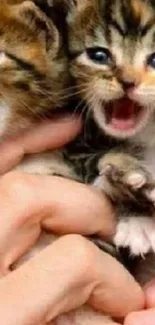 Two adorable twin kittens being gently held.