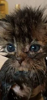 Adorable wet kitten sitting in a bathtub.