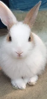 White fluffy bunny sitting on the ground in natural light.