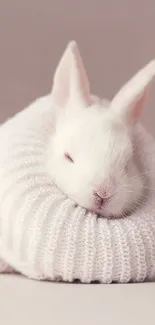 Cute white bunny nestled in a soft, white knitted sweater.