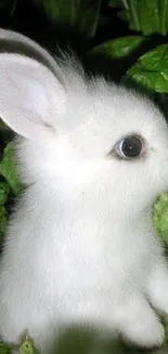 Cute white bunny surrounded by green leaves on a mobile wallpaper.