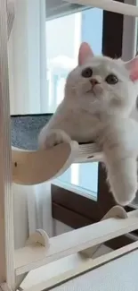 Adorable white cat on a wooden hammock by a window.