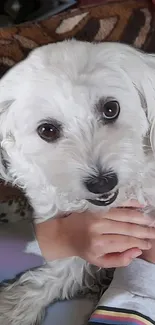 Adorable fluffy white dog being cradled.