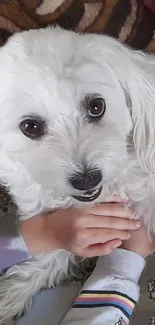 Adorable white dog with fluffy fur and big eyes lying down.