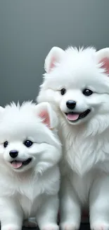 Two cute white dogs with pink ears and black eyes, sitting together.