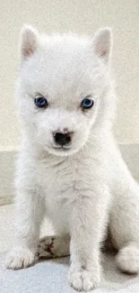 Adorable white husky puppy with blue eyes.