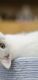 Adorable white kitten in a cozy basket.