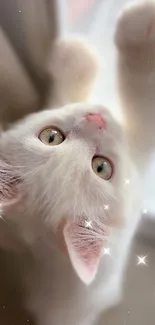 Adorable white kitten reaching up by a curtain, perfect for a cute wallpaper.