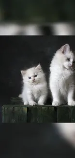 Two adorable white kittens sitting on a green wooden box with a dark background.