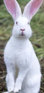 Adorable white rabbit standing outdoors with pink ears.