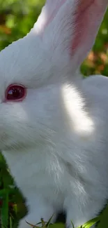 Close-up of a white bunny in green grass.