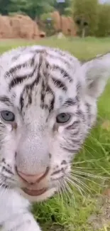 Close-up of a white tiger cub on green grass.