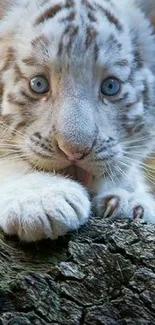 White tiger cub with blue eyes on a log.