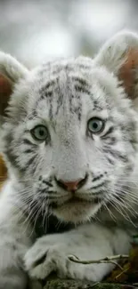 Close-up of a white tiger cub with blue eyes in natural setting.