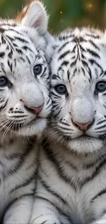 Two adorable white tiger cubs cuddling together.