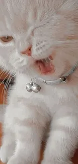 Cute winking cat with a silver bell collar sitting playfully.