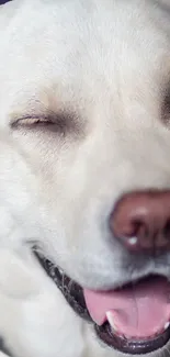 Close-up of a winking dog with a playful expression on a mobile wallpaper.