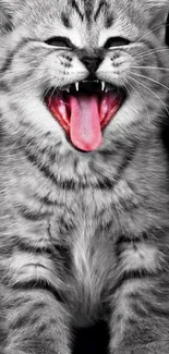 Adorable gray kitten yawning on a black background, ideal phone wallpaper.