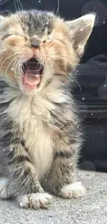 Cute yawning kitten on stone pavement, perfect wallpaper for cat lovers.