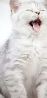 Adorable fluffy kitten yawning with eyes closed, showcasing its pink tongue.