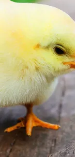 Adorable yellow chick with soft feathers on wooden surface.