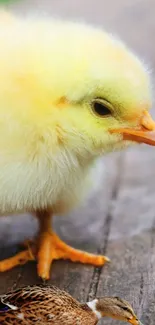 Cute yellow chick standing on wooden surface.