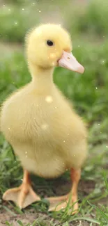 Adorable yellow duckling standing on lush green grass.