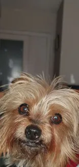 Yorkshire Terrier close-up with shaggy fur.