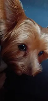 Close-up of an adorable Yorkie against a dark background.