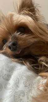 Cute Yorkshire Terrier relaxing on a pillow.