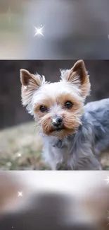 Adorable Yorkie with a starry background.