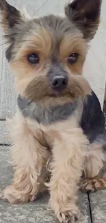 Adorable Yorkshire Terrier sitting on stone tiles.