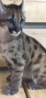 Young puma cub sitting on wooden surface.