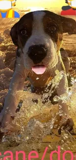 Playful dog splashing on a golden beach at sunset.