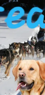 Dog sled team with Labrador leading in snowy landscape.