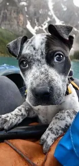 Cute puppy in a kayak with mountains in the background.